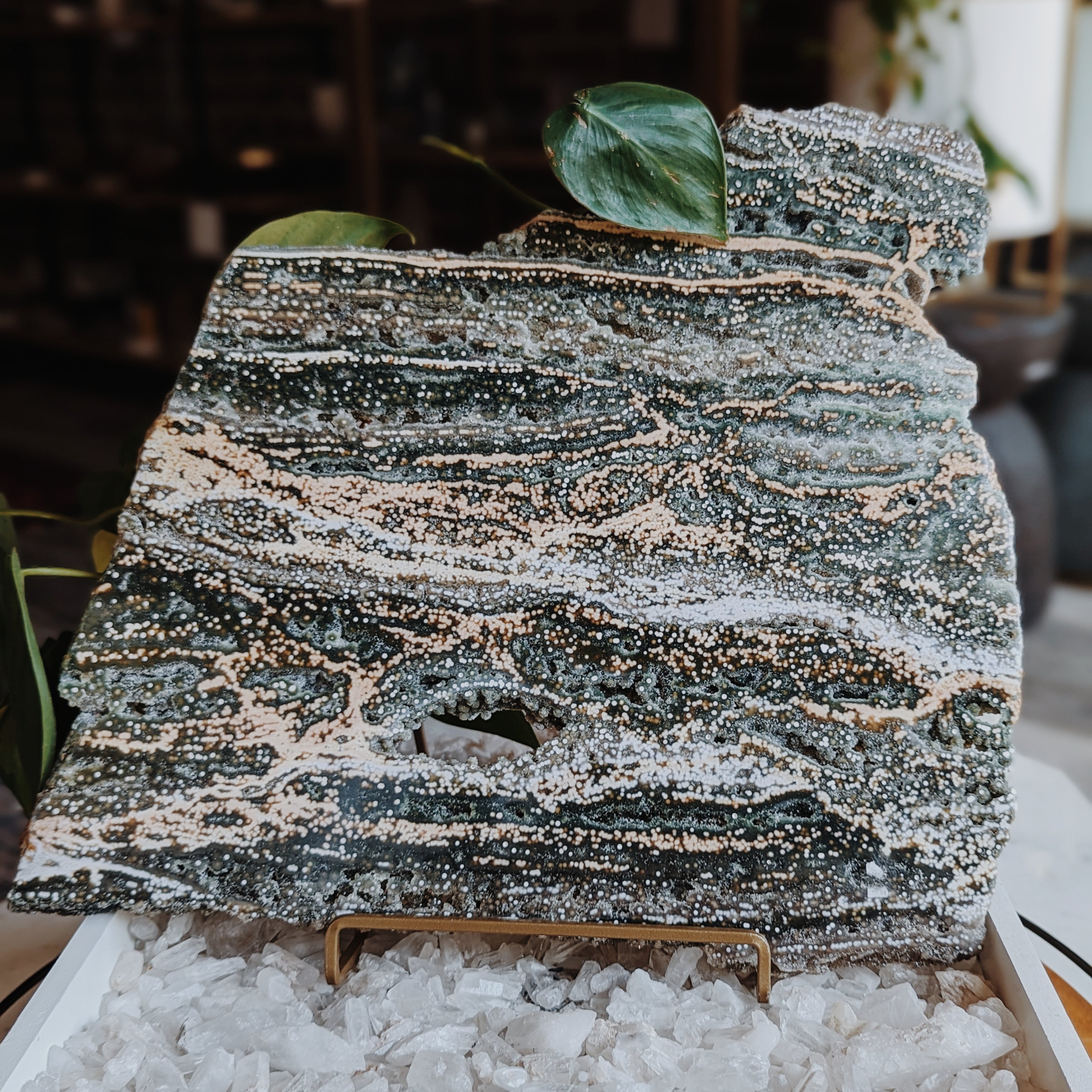 XL 9th Vein Ocean Jasper Slab Wild Alabaster