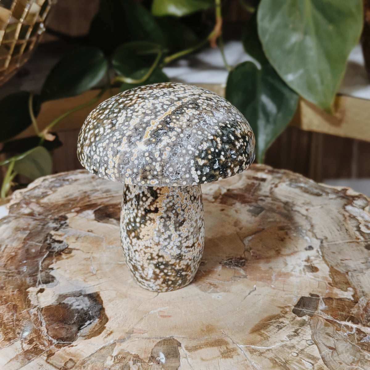 Ocean Jasper Mushrooms Wild Alabaster