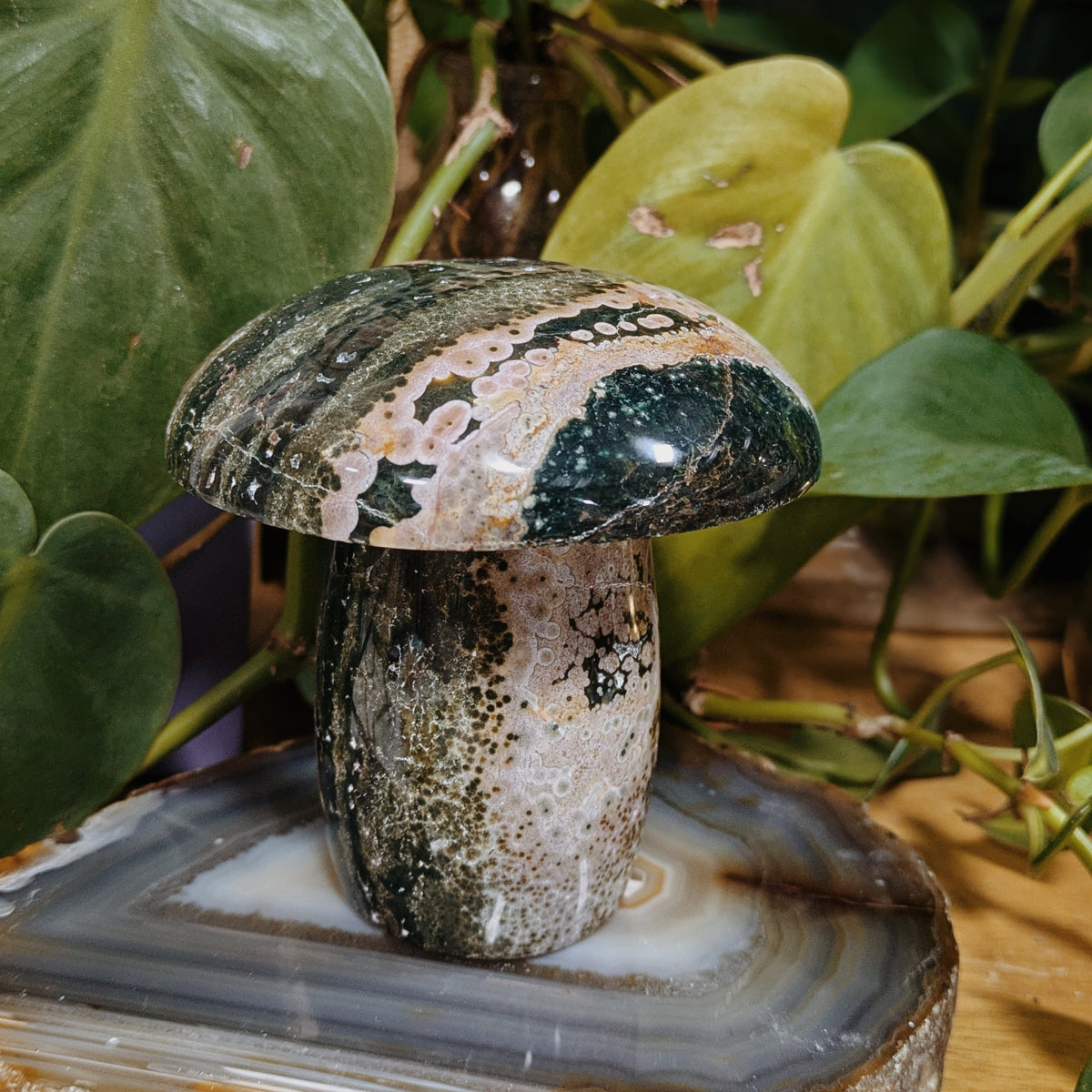 Ocean Jasper Mushrooms Wild Alabaster