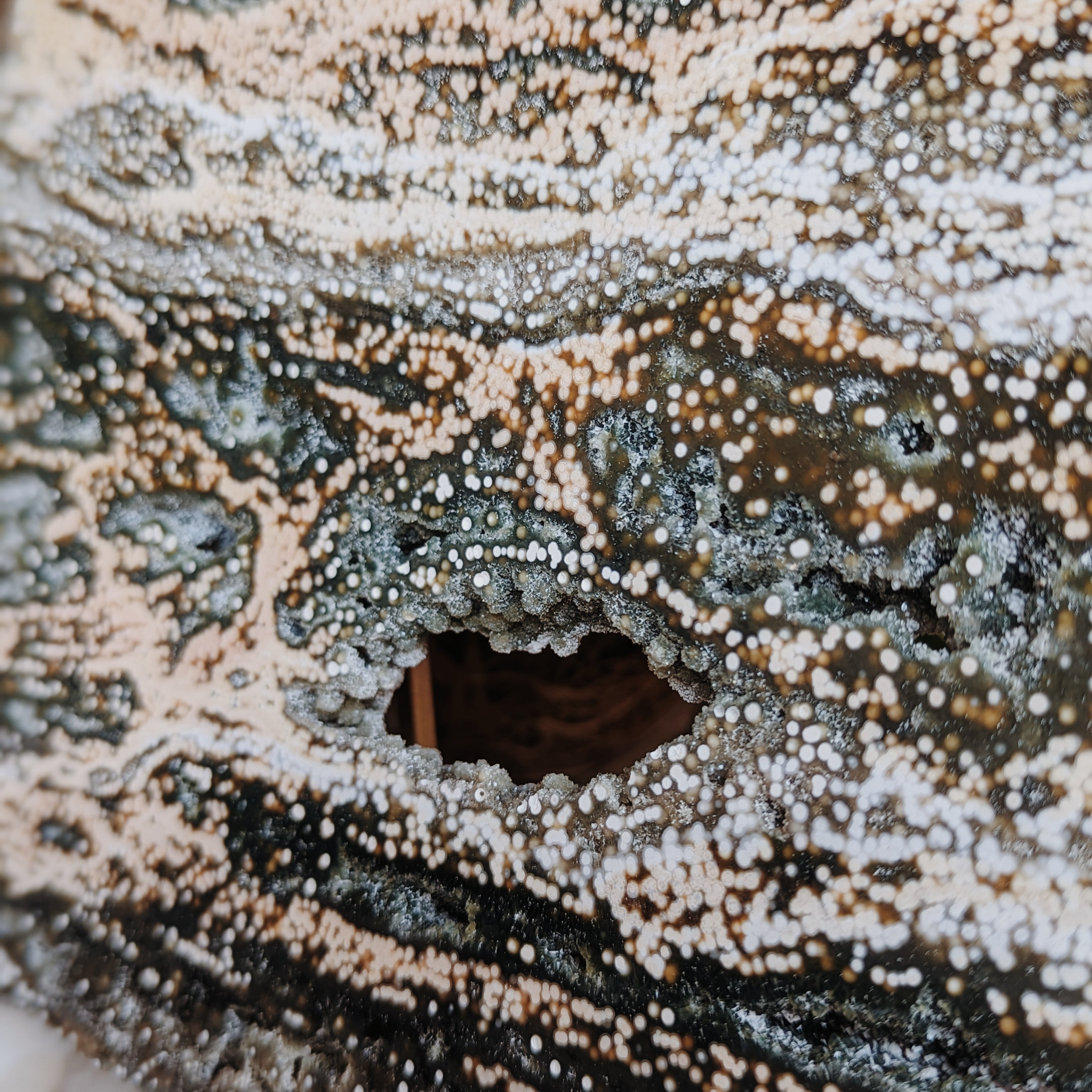 XL 9th Vein Ocean Jasper Slab Wild Alabaster