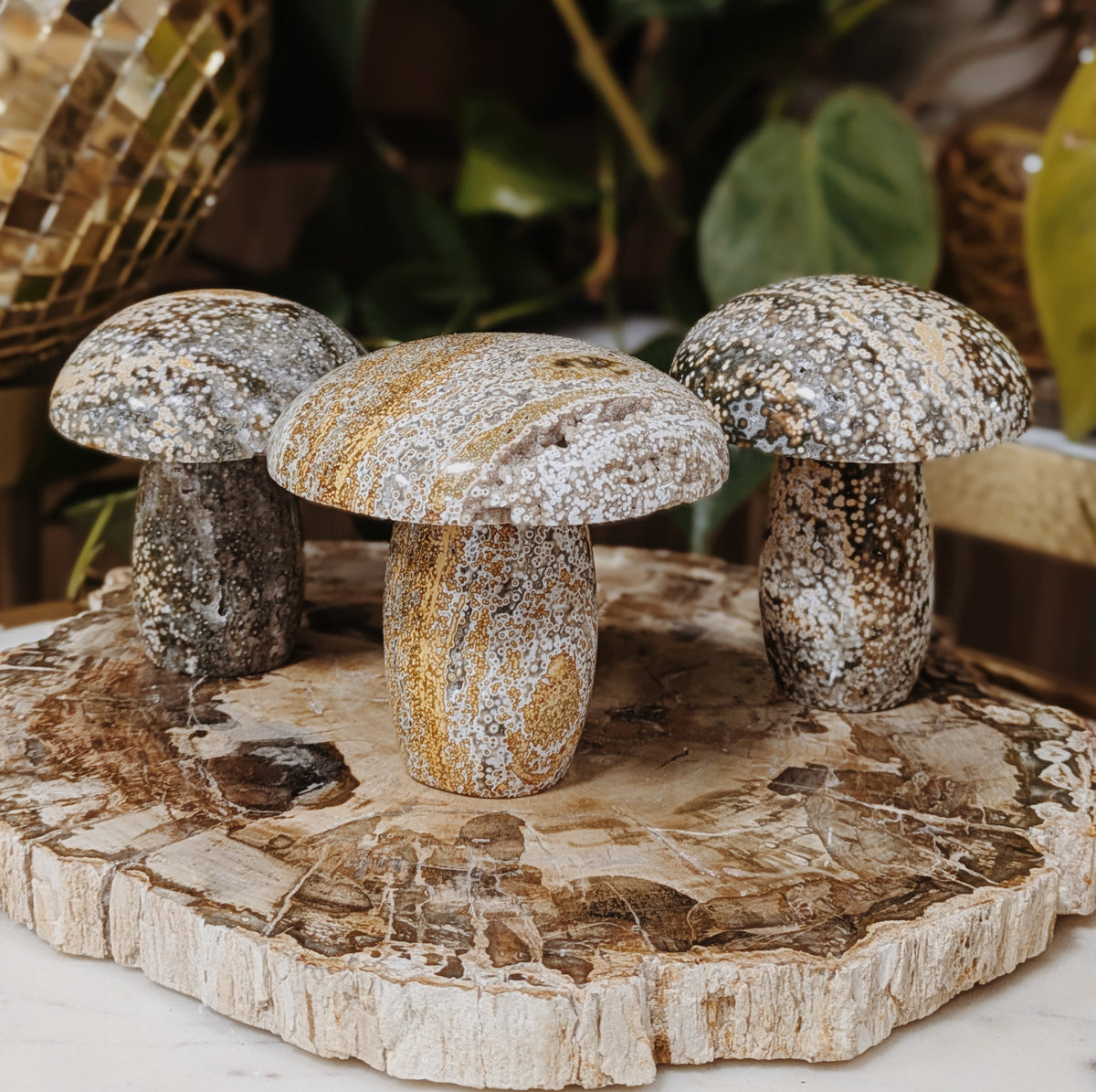 Ocean Jasper Mushrooms Wild Alabaster