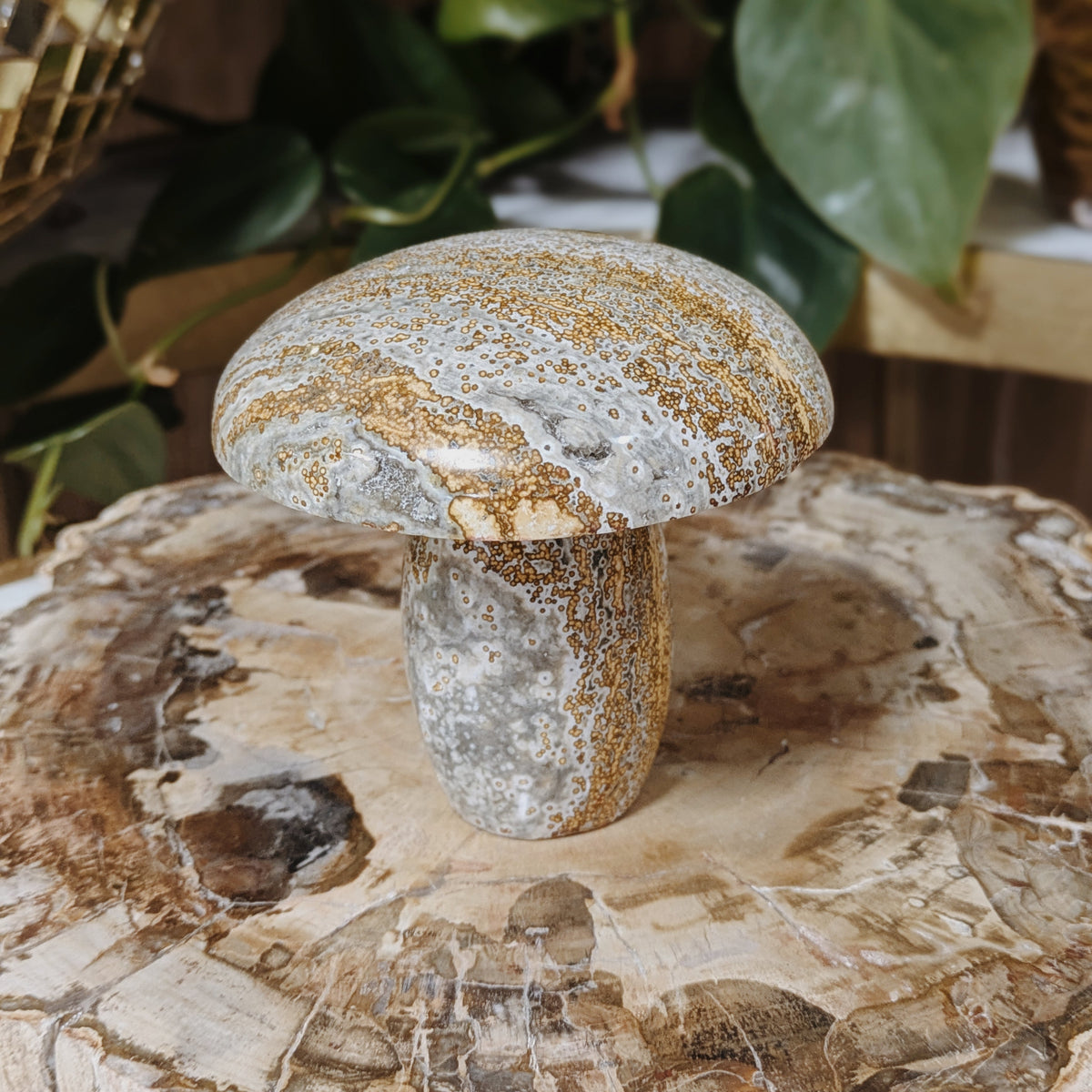 Ocean Jasper Mushrooms Wild Alabaster