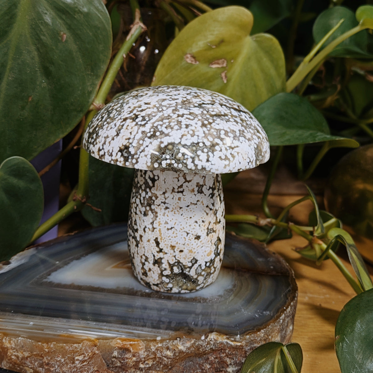 Ocean Jasper Mushrooms Wild Alabaster