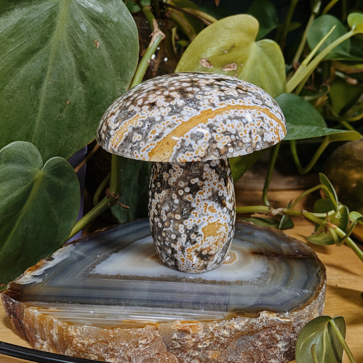 Ocean Jasper Mushrooms Wild Alabaster